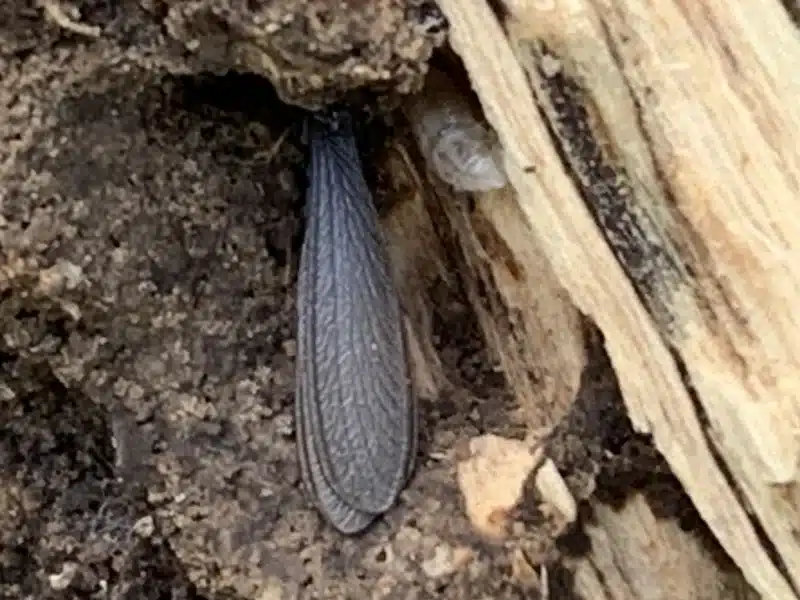 Termite wings found among damaged wood