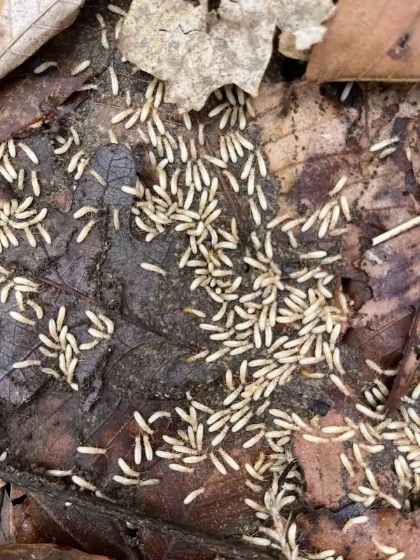 Large group of termites feeding together creating rustling sounds