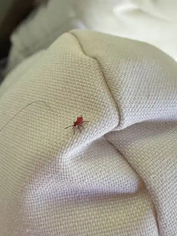 Close-up of a tiny red spider mite on light-colored fabric – use this if you need an image clearly showing what tiny red spiders look like in a home or on personal items.
