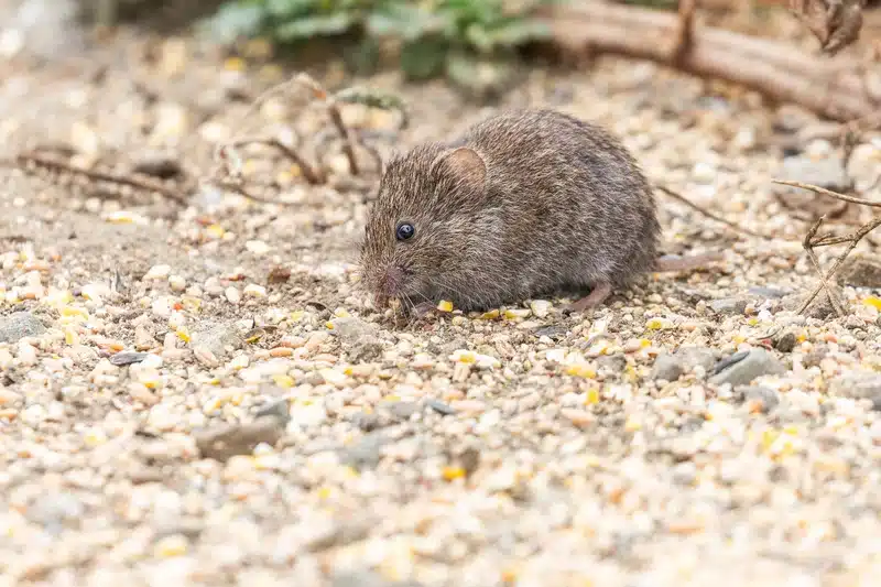 Vole foraging on ground among dirt and small rocks