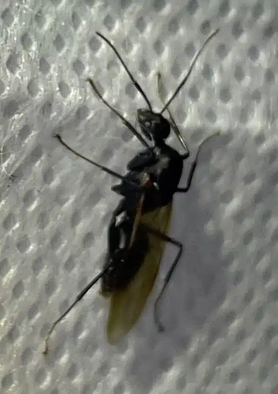 Close-up of a winged ant during nuptial flight season